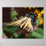 Another Butterfly Feeding Print
