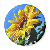 Another Of The Sunflowers On My Balcony Fridge Magnet