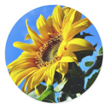 Another Of The Sunflowers On My Balcony Stickers