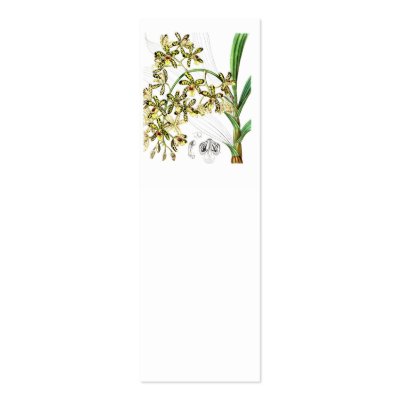 Ansellia africana business card by Scotopelia