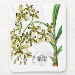 Ansellia africana mouse mats