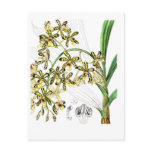 Ansellia africana post card