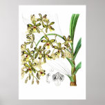 Ansellia africana posters