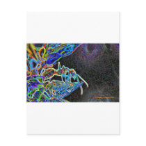 ant a1 post cards