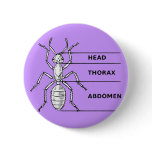 Ant Diagram