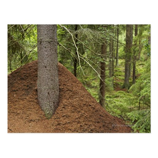 Ant hill in forest post card