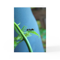 Ant on a Leaf Greeting Cards