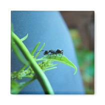 Ant on a Leaf Magnet