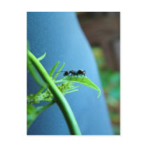 Ant on a Leaf Post Cards