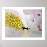 Ant on white #2 print