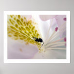 Ant on white #4 posters