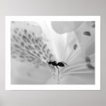 Ant on White posters