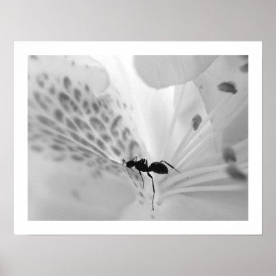 Ant on White Print by Lduskis