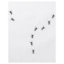ant trail icon personalized flyer