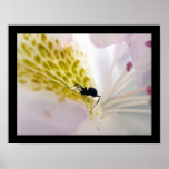 Ant version1 poster