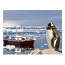 Antarctica, Neko Cove (Harbour). Gentoo penguin Postcards