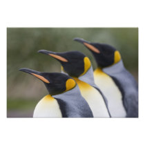 Antarctica, South Georgia Island UK), King 5