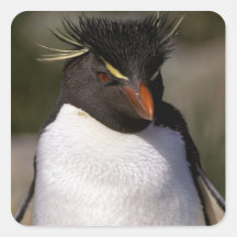 Antarctica, Sub-Antarctic Islands, South 5 Square Sticker
