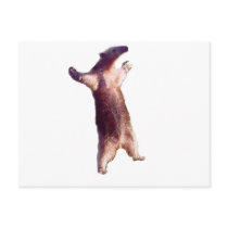 Anteater Post Cards