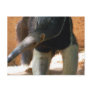 Anteater Postcard