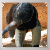 Anteater Poster Print