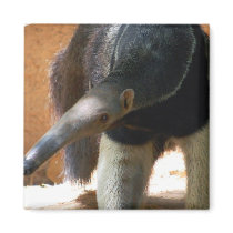 Anteater Square Magnet