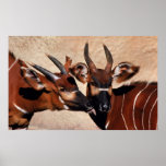 Antelope Affection posters