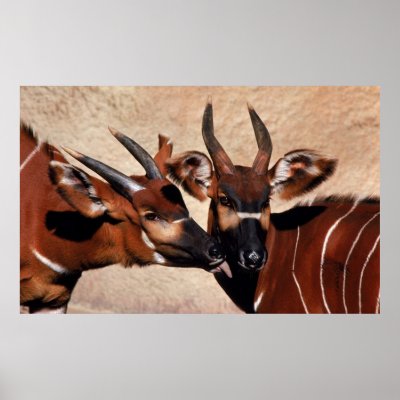 Antelope Affection Print by MuseMagic