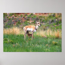 Antelope and baby poster