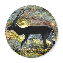 Antelope Blackbuck from Junglewalk.com