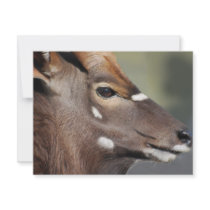 Antelope close up custom invites
