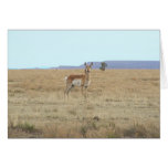 Antelope Horizon Card