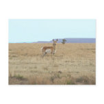 Antelope Horizon Postcards