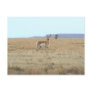 Antelope Horizon Postcards