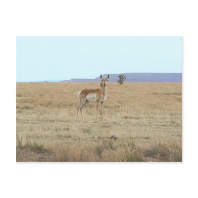 Antelope Horizon Postcards by StormShooter