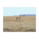 Antelope Horizon postcards