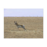 Antelope in Flight Post Cards