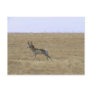 Antelope in Flight Post Cards