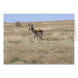 Antelope in Profile Greeting Cards