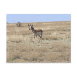 Antelope in Profile Postcards
