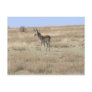 Antelope in Profile Postcards