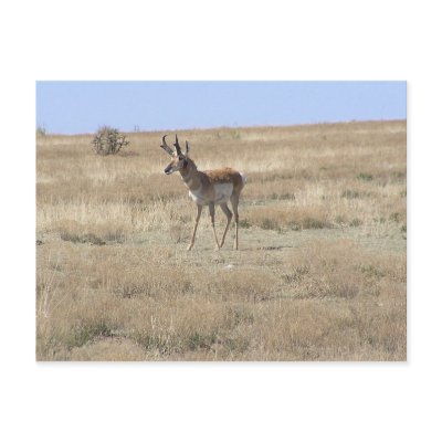 Antelope in Profile Postcards by StormShooter