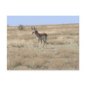 Antelope in Profile postcards