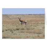 Antelope Landscape Cards