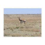 Antelope Landscape Post Card