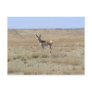 Antelope Landscape Post Card