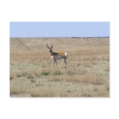 Antelope Landscape Post Card by StormShooter