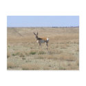 Antelope Landscape postcards