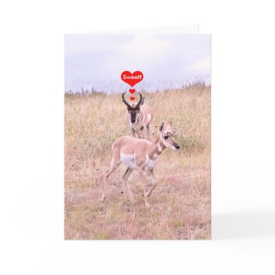 Antelope Love Card by poetphoto