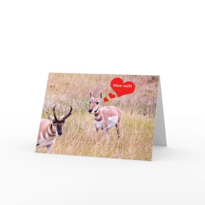 Antelope Love "Nice rack!" Card by poetphoto